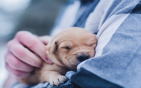 Por que mais e mais proprietários de animais de estimação estão investindo na esteira de animais de estimação