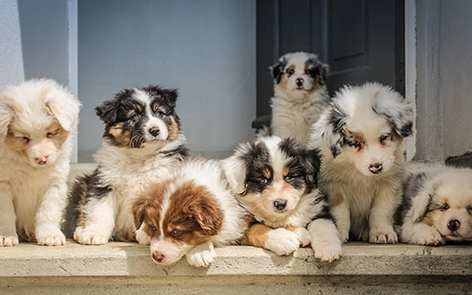 A importância da calibração regular de equipamentos veterinários